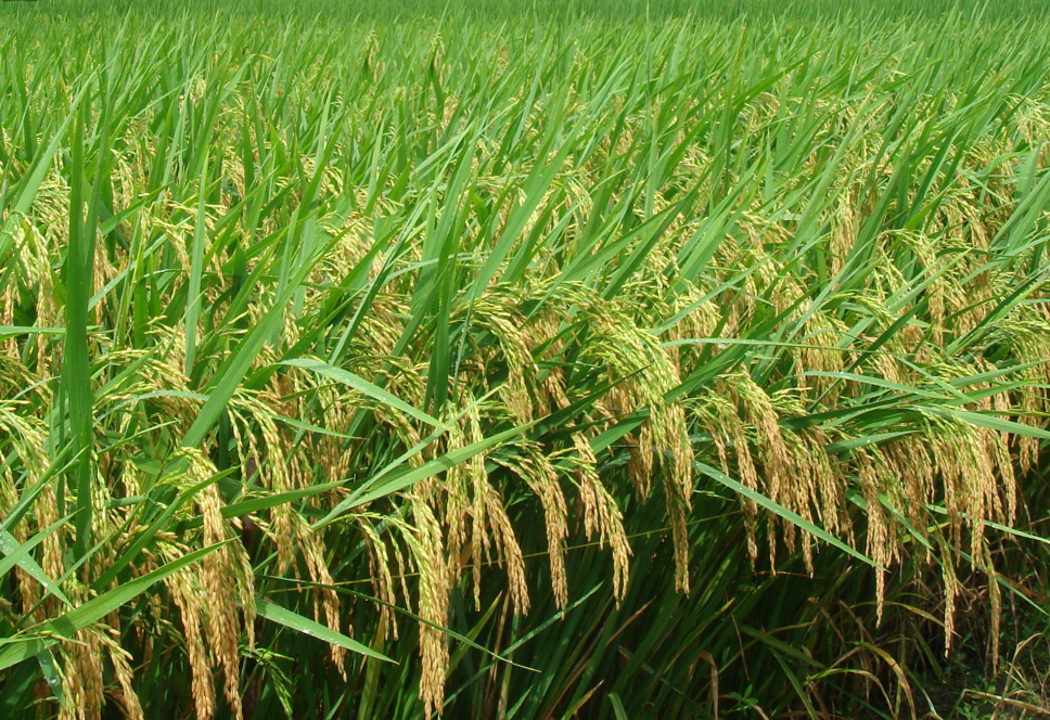 銀兩優(yōu)8512.png 銀兩優(yōu)8512.png